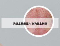 狗腿上长癣图片 狗狗腿上长藓