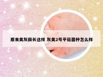 原来美灰藓长这样 灰美2号平菇菌种怎么样