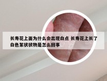 长寿花上面为什么会出现白点 长寿花上长了白色絮状状物是怎么回事