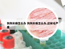 狗狗长癣怎么办 狗狗长癣怎么办,还掉毛严重